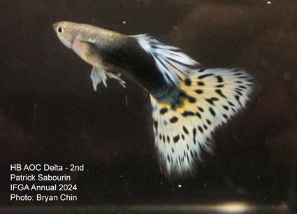 guppy hb aoc bicolor